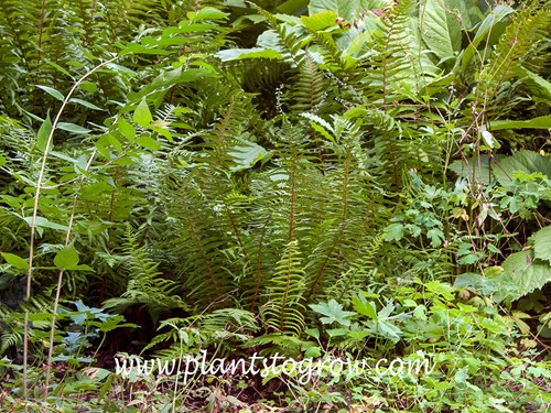 Robust Male Fern (Dryopteris x complexa)